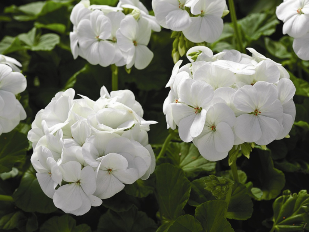 Архив Пеларгония (герань) Орбит Синхро white (покрытые оболочкой)