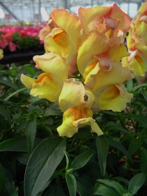 Львиный зев СНЭПИ ПИЧ