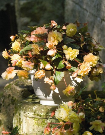 Бегония Иллюминейшн peacheas'n cream (драже)