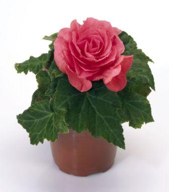 Архив Бегония Нью Стар rose