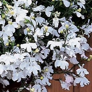_Лобелия Регатта white