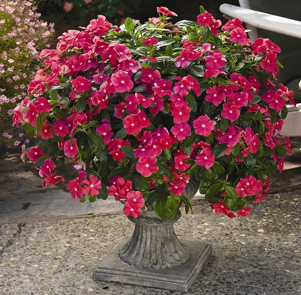 Катарантус (Винка) КОРА КАСКАД ЧЕРРИ