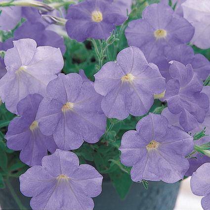 Архив Петуния Опера Суприм light blue (драже)