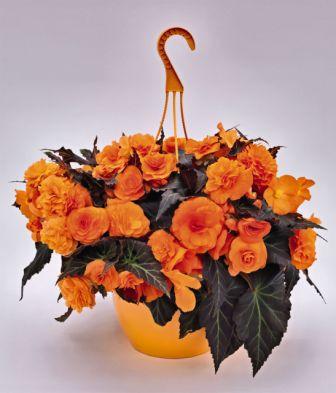 Бегония Нонстоп Мокка bright orange (драже)