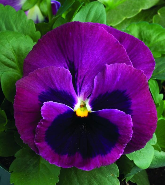 Виола Колоссус neon violet 