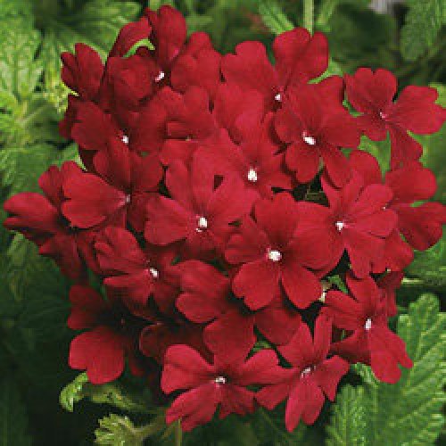 Вербена Обсешн bordeaux