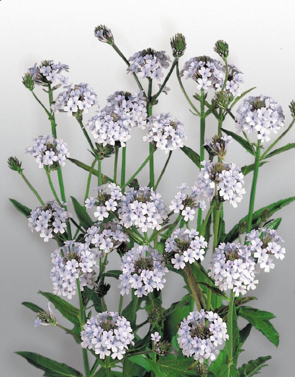 Вербена Поларис 