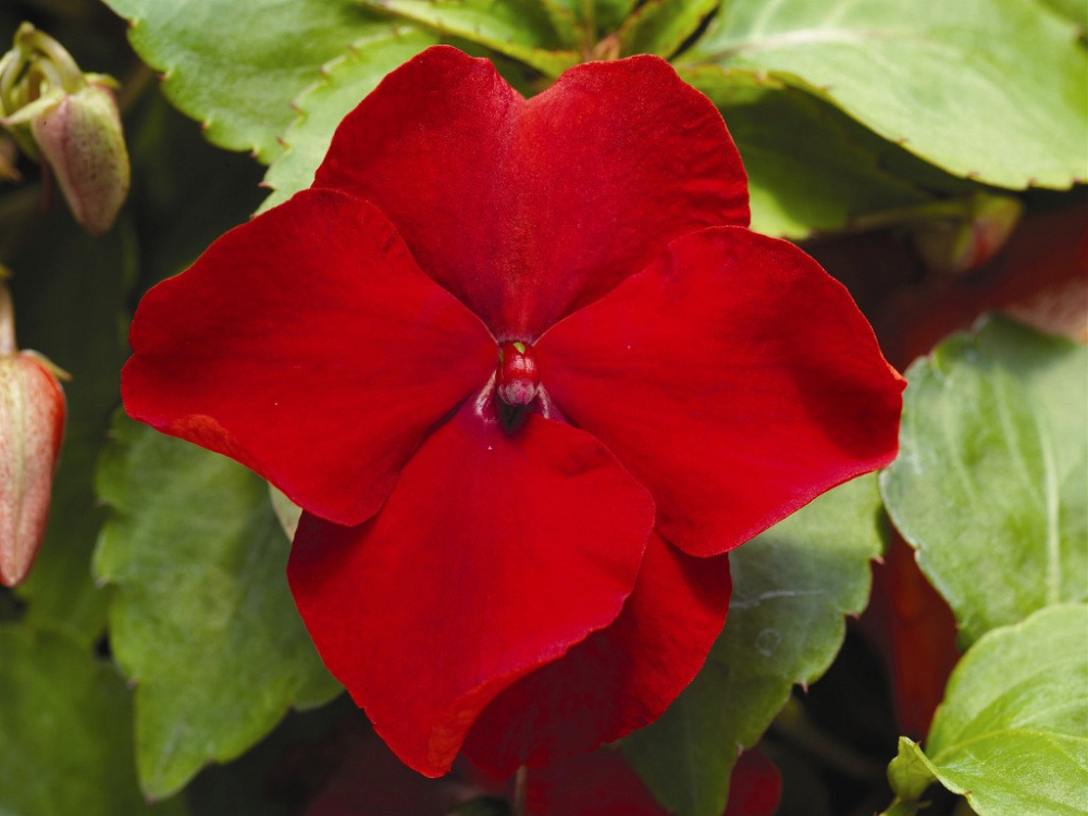 Бальзамин АКЦЕНТ ПРЕМИУМ РЕД