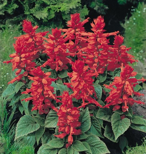 Сальвия САХАРА