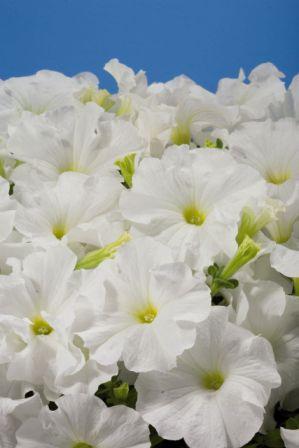 Архив Петуния Аладин white (драже)