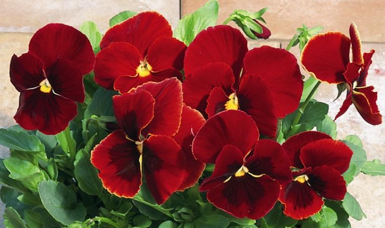 Виола Пенни red blotch