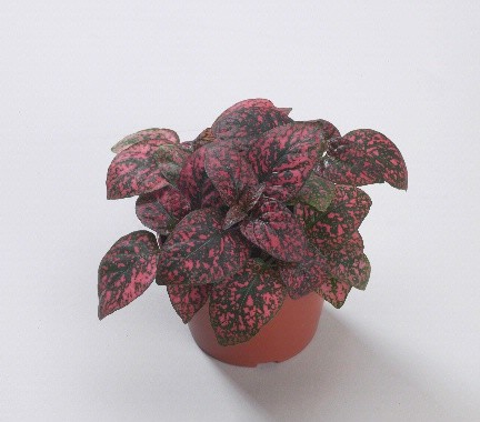 Гипоэстес КОНФЕТТИ КОМПАКТ РЕД