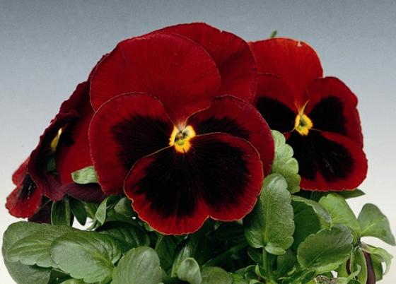 Виола ДЕЛЬТА РЕД БЛОТЧ