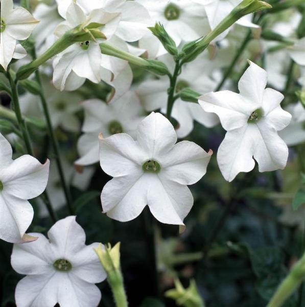 _Табак Перфюм white (драже)