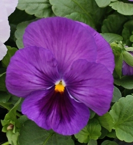 _Виола Пауэр lavender shades