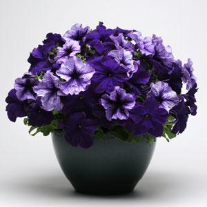 Архив Фьюзиблс Петуния pleasantly blue (мульти драже)