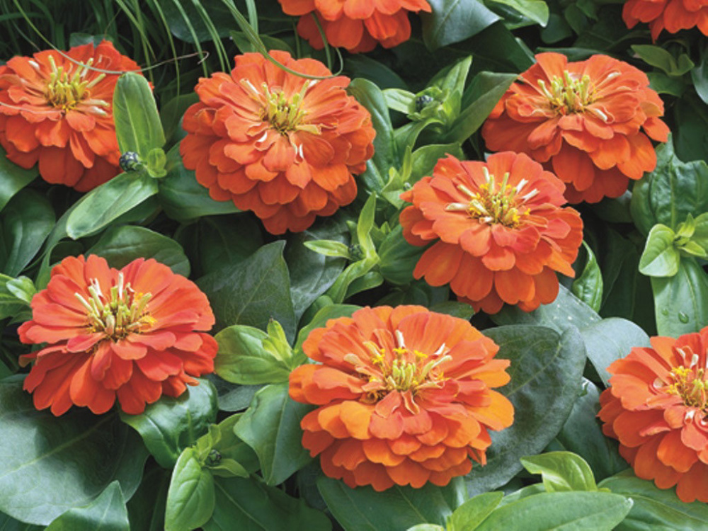 Цинния ШОТ СТАФ ОРАНЖ (покрытые оболочкой)