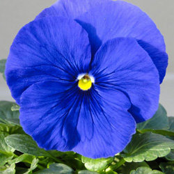 Виола Премьер true blue