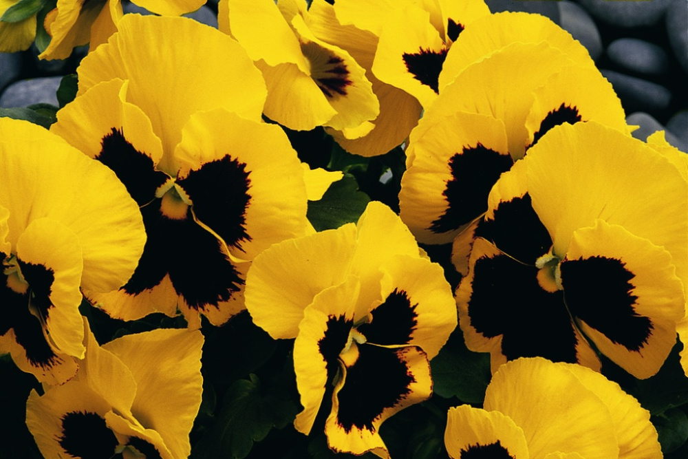 Архив Виола Карма yellow blotch