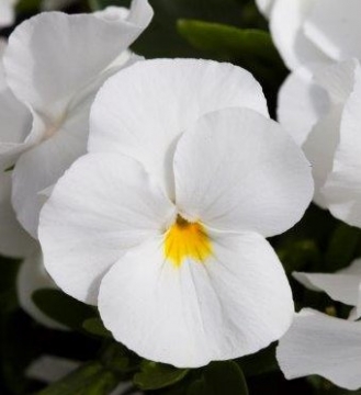 Виола Фрифол white