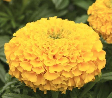 Тагетес ДЮНА ГОЛД (шлифованные)