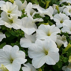 Петуния ПРИЗМ УАЙТ (драже)