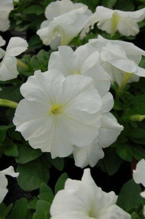 Петуния МАМБО GP УАЙТ  (драже)