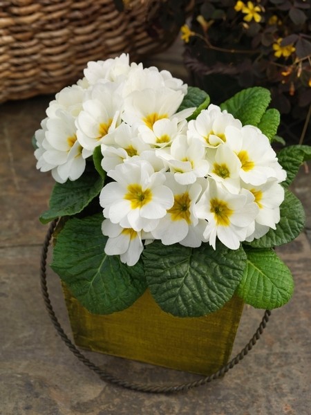 Архив Примула Данесса white