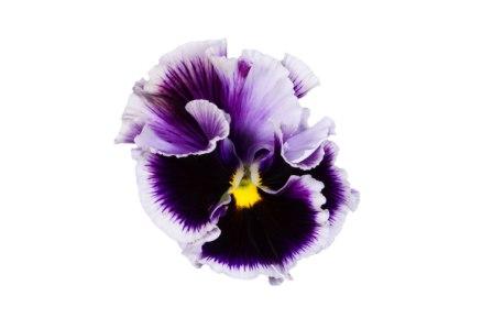 Виола Фламенко violet ringled