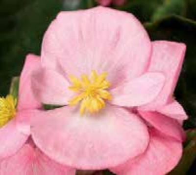 Бегония Топспин pink (драже)