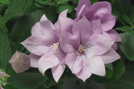 _Платикодон Астра полумахровый lavender