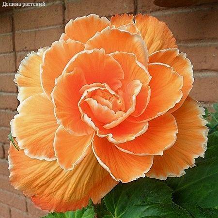 Бегония Амери Хайбрид Пикоти Лэйс Эприкот (драже)