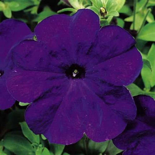 Архив Петуния Ура blue