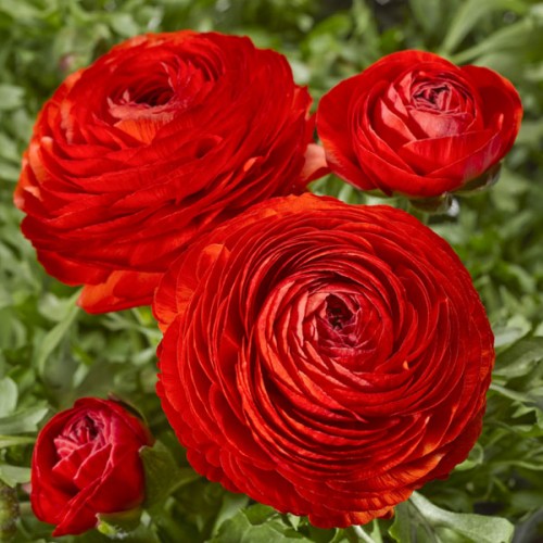 _Ранункулюс Меджик red (драже)