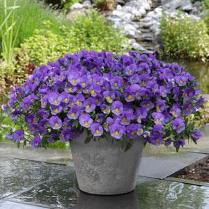 Виола Кул Вейв blue skies (primed семена)