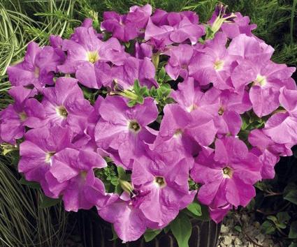 Петуния ТРИТУНИЯ ЛАВЕНДЕР (драже)