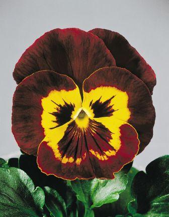 Виола ДЖОКЕР МАХОГАНИ ГОЛД