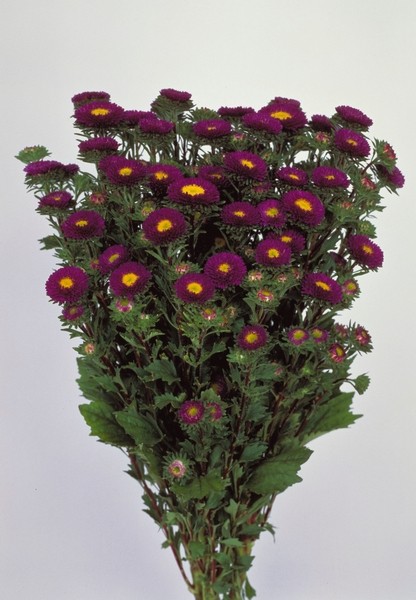 Астра китайская МАЦУМОТО БЛУ