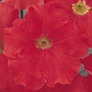 Петуния МИРАЖ РЕД