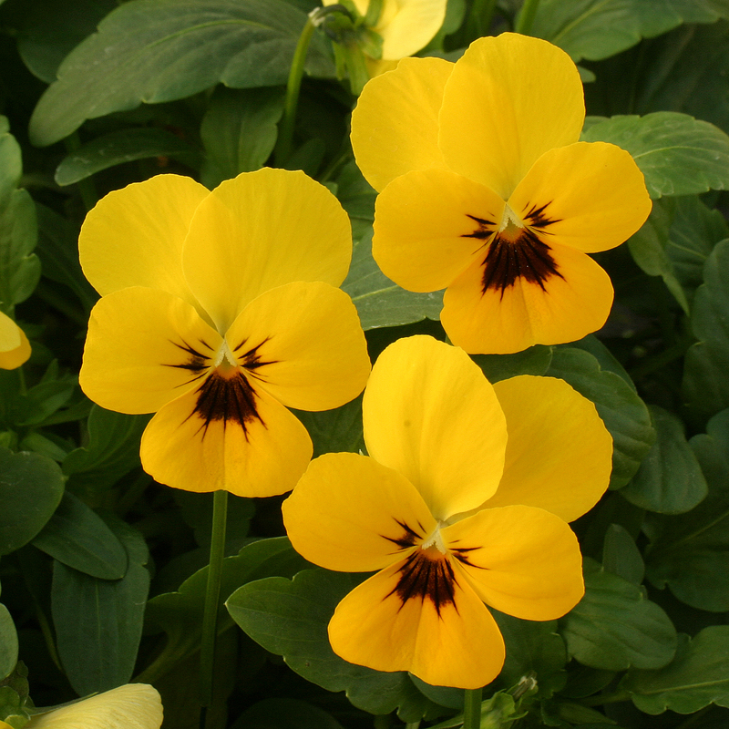 _Виола Ангел yellow blotch