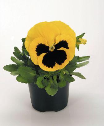 Архив Виола Инспайер yellow blotch