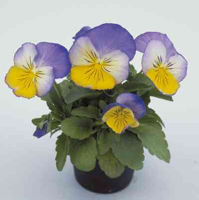 Архив Виола Ультима deep morpho