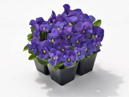 Виола Эдмайя blue