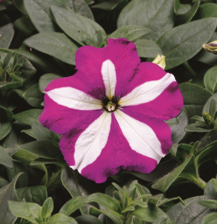 Архив Петуния Ура purple star (драже)
