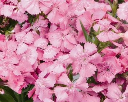 Гвоздика ДАЙМОНД ПИНК