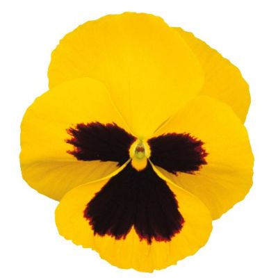 Виола Премьер golden yellow with blotch 