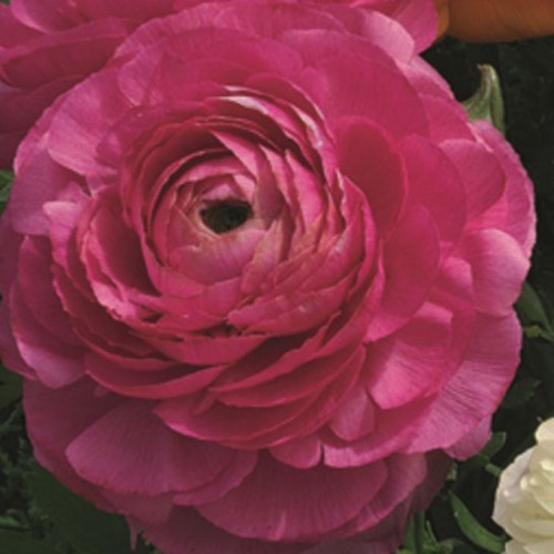 _Ранункулюс Меджик rose (драже)