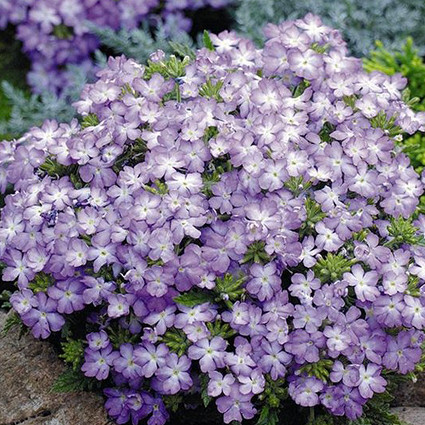 Вербена Тускани lavender picotee