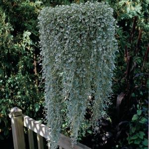 Дихондра СИЛЬВЕР ФОЛЗ