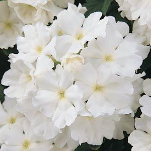 Вербена Кварц XP white (прайм семена)